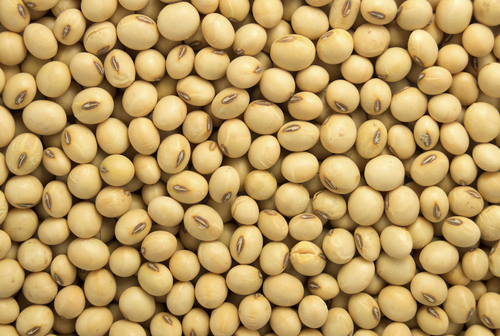 Soyabean