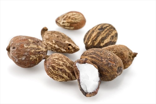 Shea_Nut_1