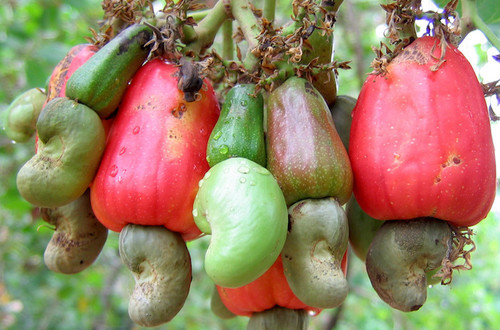 Raw Cashew Nuts2