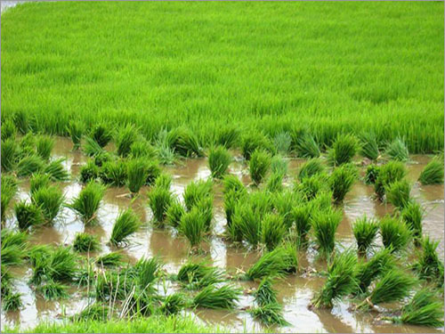 Karjat Rice