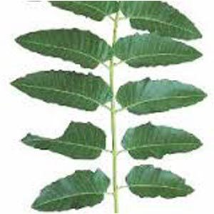 Bulk Arduso leaf