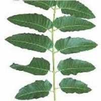 Arduso leaf