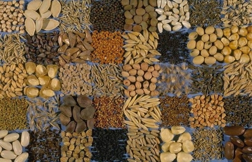 Fruits and Vegetables seeds
