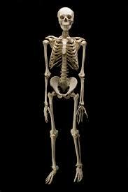 skeleton