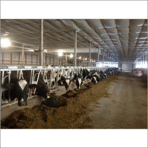 Cow Shed