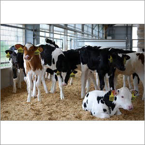 Calf Shed