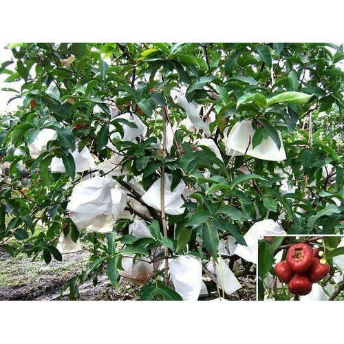Fruit Protection Non Woven Cover