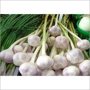 Fresh Garlic Fresh Garlic