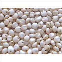 White Sorghum