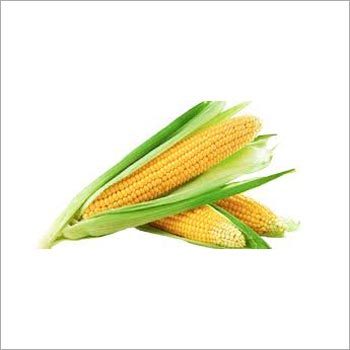 Yellow Maize Yellow Maize