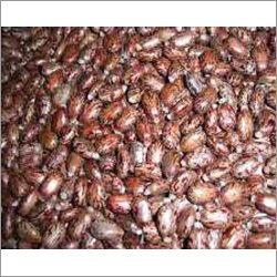 Castor Seed Meal Castor Seed Meal