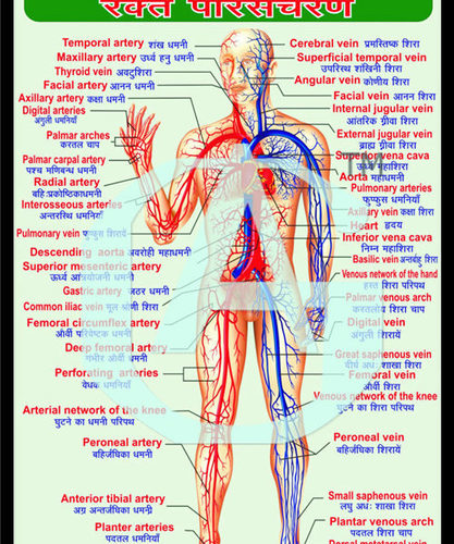 MODEL OF CIRCULATION OF BLOOD (LED WORKING)
