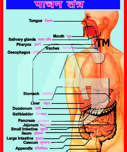 MODEL OF DIGESTIVE SYSTEM (LED WORKING)