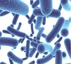 Gut Probiotics