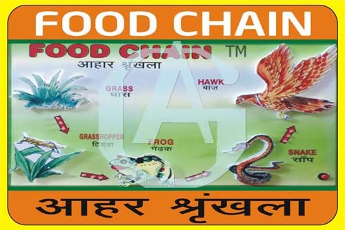 MODEL OF FOOD CHAIN CHINESE