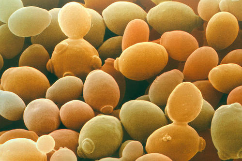 inactive Dried Yeast