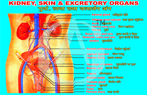MODEL OF KIDNEY (LED WORKING)