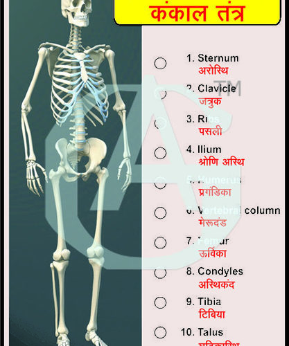 MODEL OF SKELETON SYSTEM (LED WORKING) (60000040)