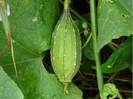 Sponge Gourd Seed Oil