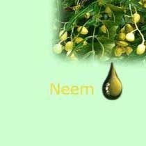 Neem Oil