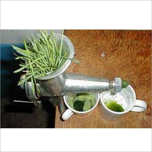 Green Wheatgrass Leaves