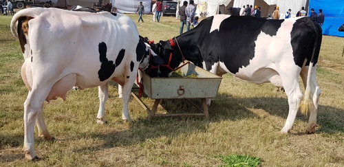 Indian HF Cows