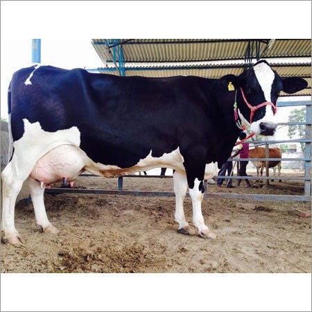 Holstein Friesian Cow