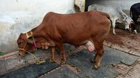 Desi breed sahiwal cow