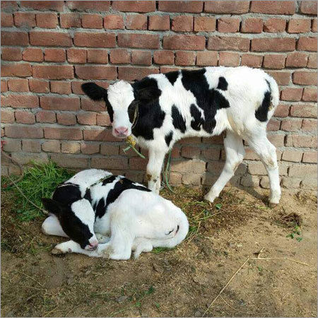 HF Bull Calf