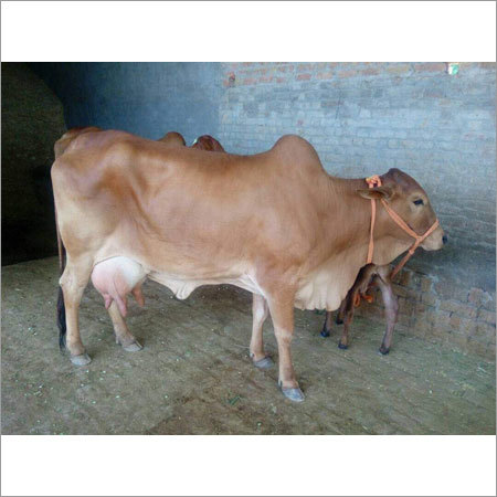 Desi Sahiwal Cow