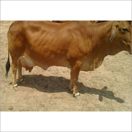 Sahiwal Cows