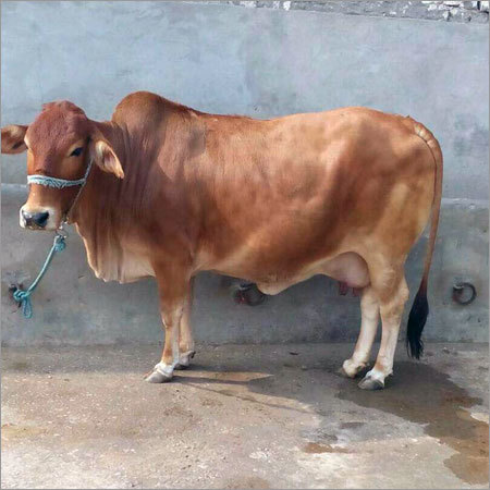 Sahiwal Breed Cows