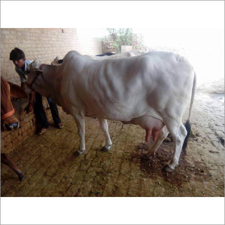 Indian Tharparkar Cow