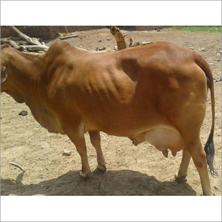 Sahiwal Dairy Cows