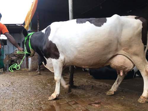Dairy Holstein Friesian Cow