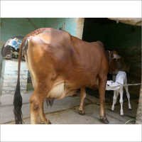Brown Sahiwal Cow
