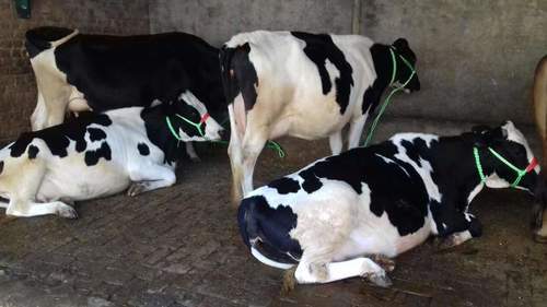 HF Dairy Cows