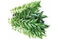 Curry leaf
