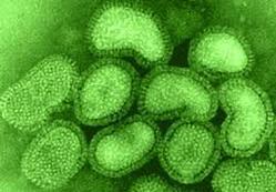 viruses