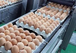 Fresh Chicken Eggs Fresh Chicken Eggs