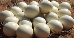Quality Fertile Ostrich Eggs