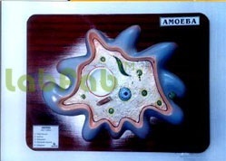 Amoeba Proteus - 345x195x210 mm, 3D Model Mounted On Base, Detailed Structure, Key Card Included