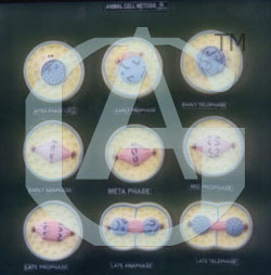 Animal Cell Division Mitosis