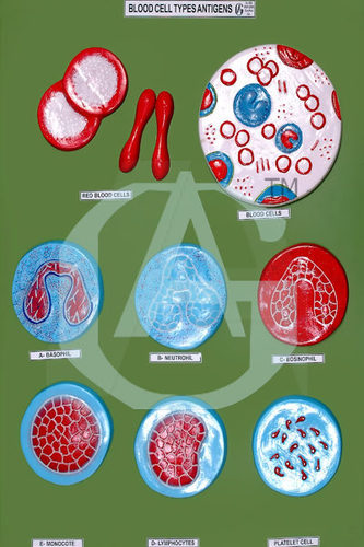 Blood Cell Type Antigens - 18 X 24 Enlarged Model, Detailed Cellular Shapes, Educational Visual Aid