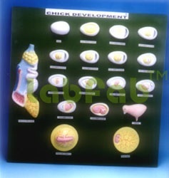 BIOLOGICAL MODELS