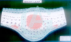 DICOT LEAF T.S.