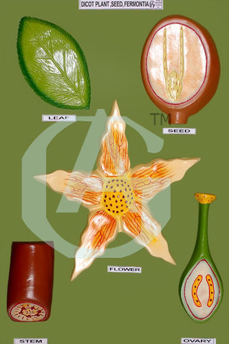 Dicot Plant Seed Fermontia - Model Size 18x24, Shows Plant, Seed, Ovary, Stem, Leaf, Petals in Multiples of Three