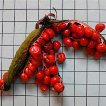 Gloriosa Superba Fruit