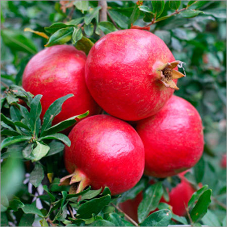 Fresh Pomegranate
