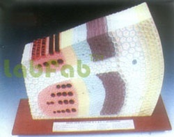 DICOT STEM ANATOMY T.S. & L.S. - 480x170x440mm, Mounted Display, Key Card, Detailed Anatomy, Phloem and Xylem Study